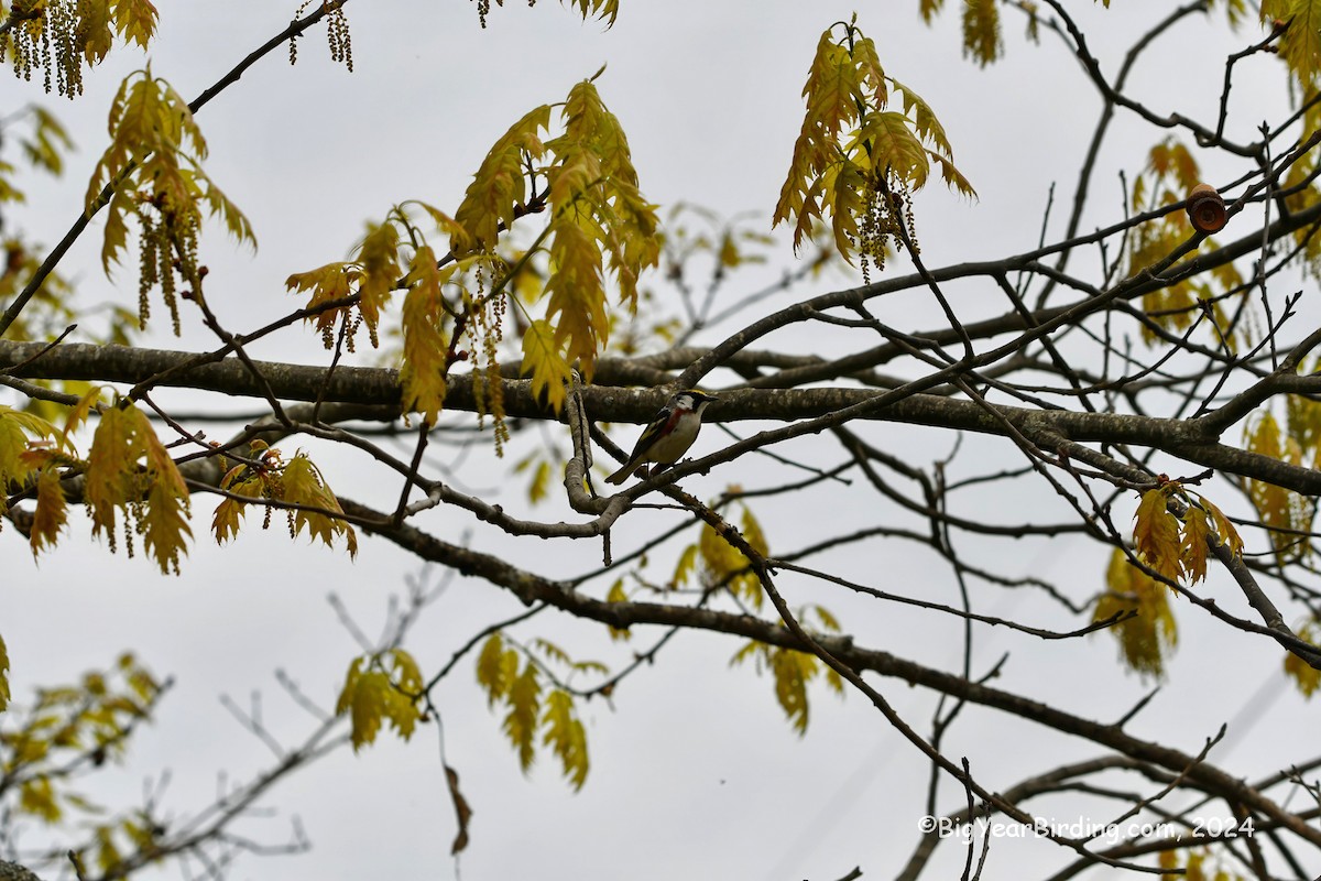 Chestnut-sided Warbler - Ethan Whitaker