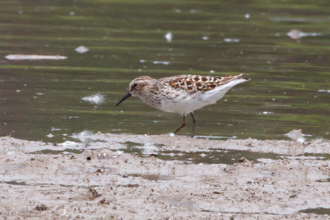 Least Sandpiper - Tim Loyd