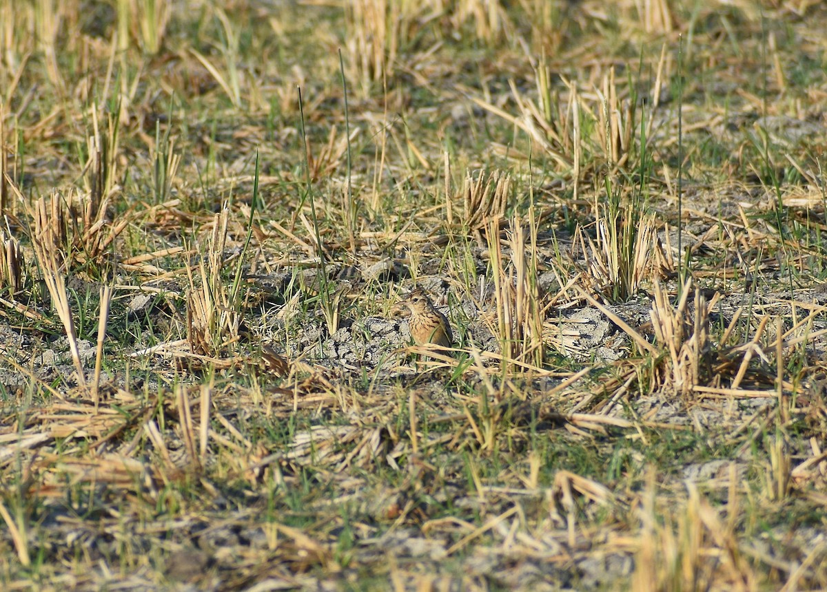 Oriental Skylark - Anand Birdlife