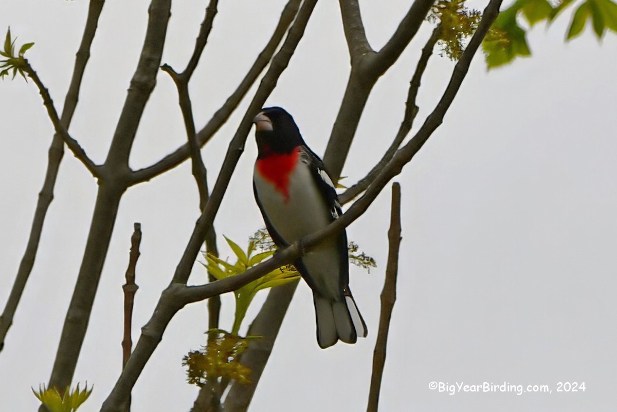 Rose-breasted Grosbeak - ML619136621