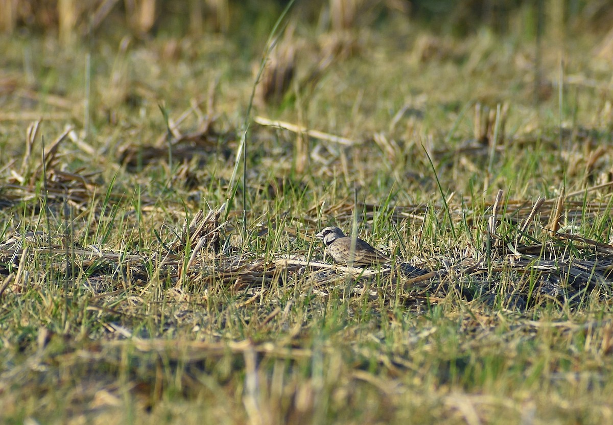 Ashy-crowned Sparrow-Lark - Anand Birdlife