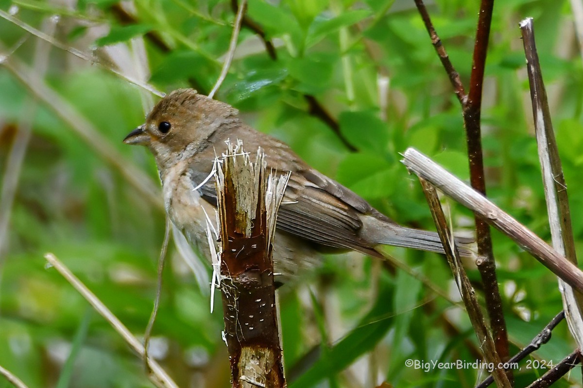 Indigo Bunting - ML619136629