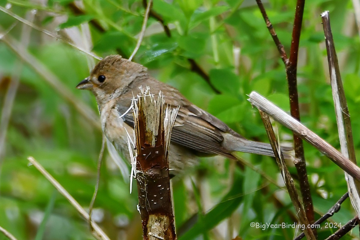 Indigo Bunting - Ethan Whitaker