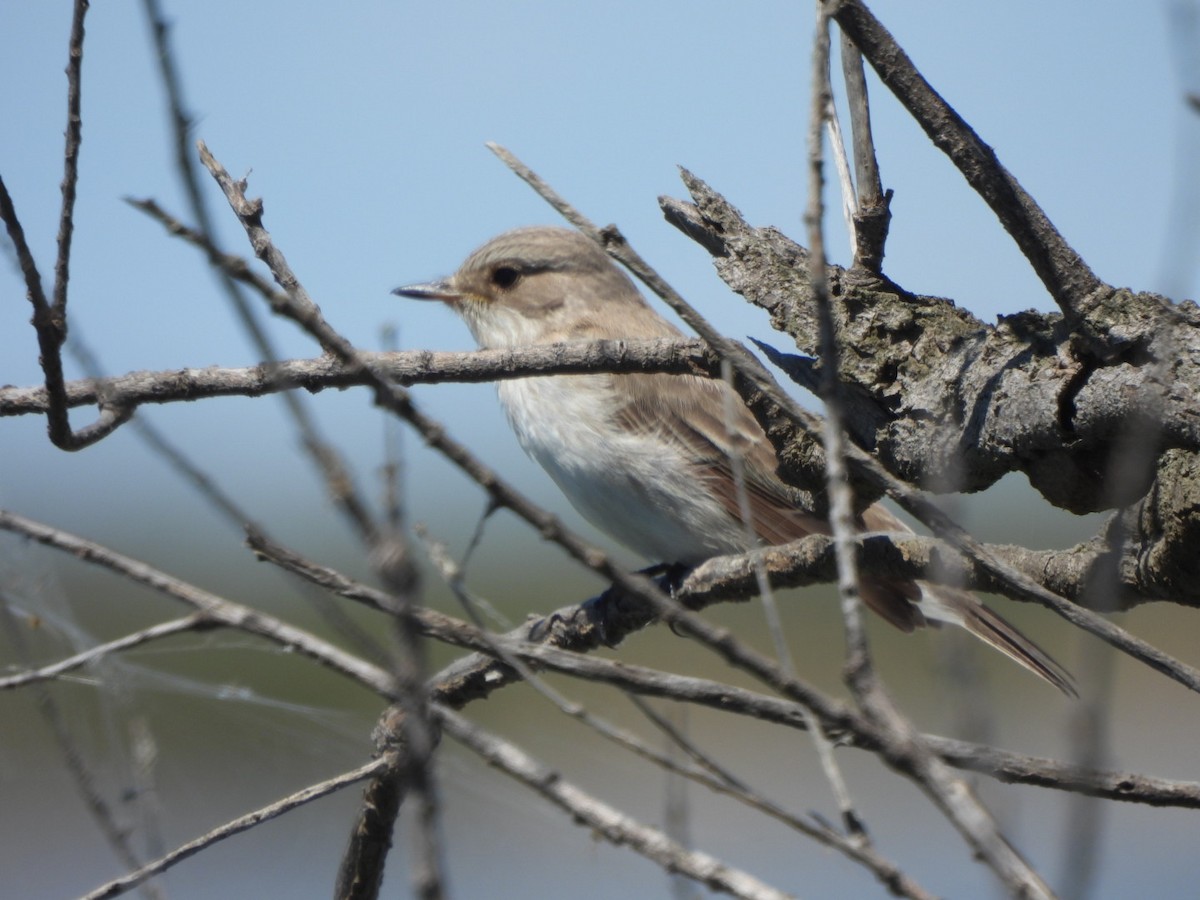Spotted Flycatcher - karen  leonhardt