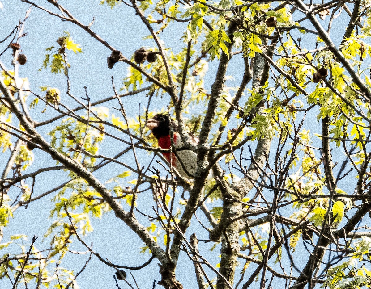 Rose-breasted Grosbeak - Amanda Dulworth