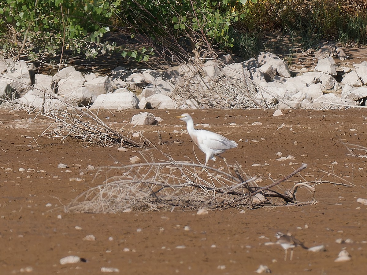 Western Cattle Egret - Pierre Deviche