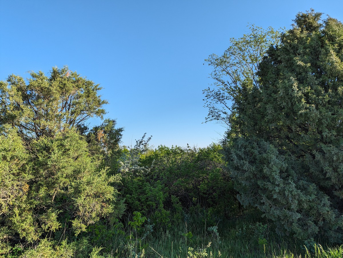 Spotted x Eastern Towhee (hybrid) - ML619136667