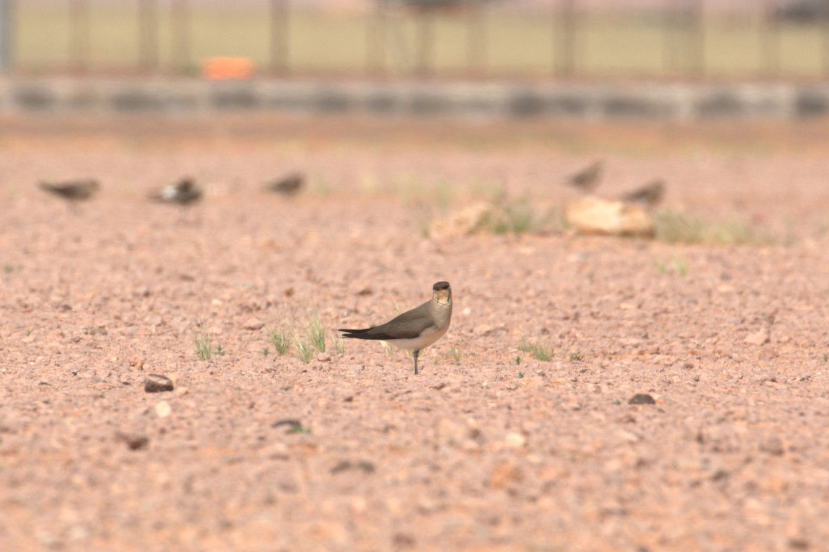 Black-winged Pratincole - Oscar Campbell