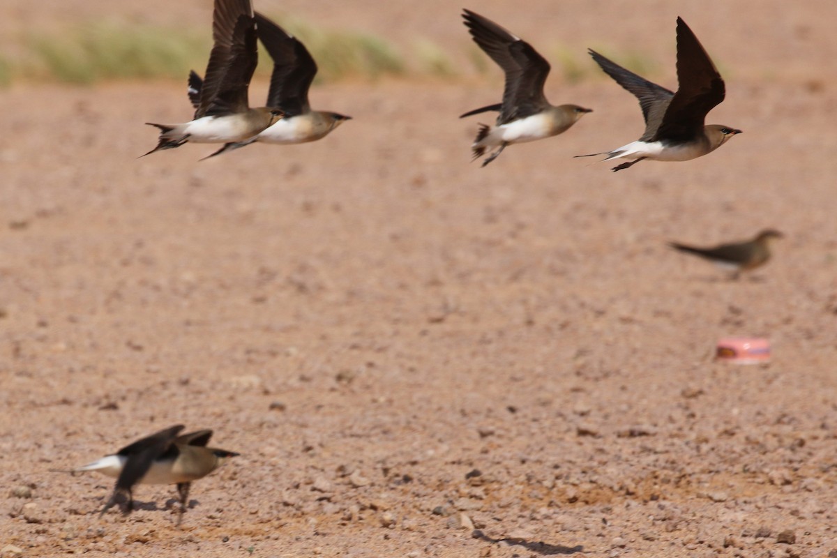 Black-winged Pratincole - Oscar Campbell