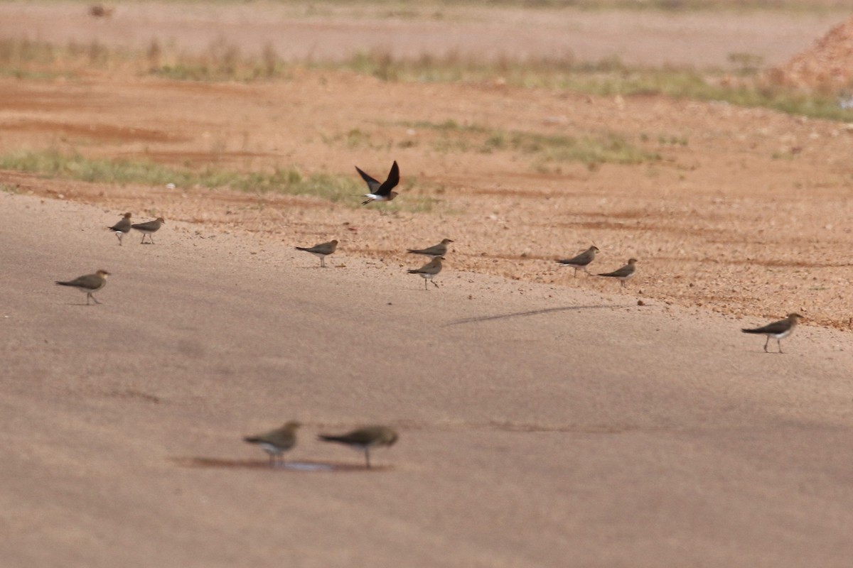 Black-winged Pratincole - ML619136694