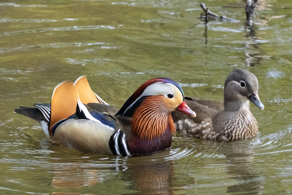 Mandarin Duck - Jon White