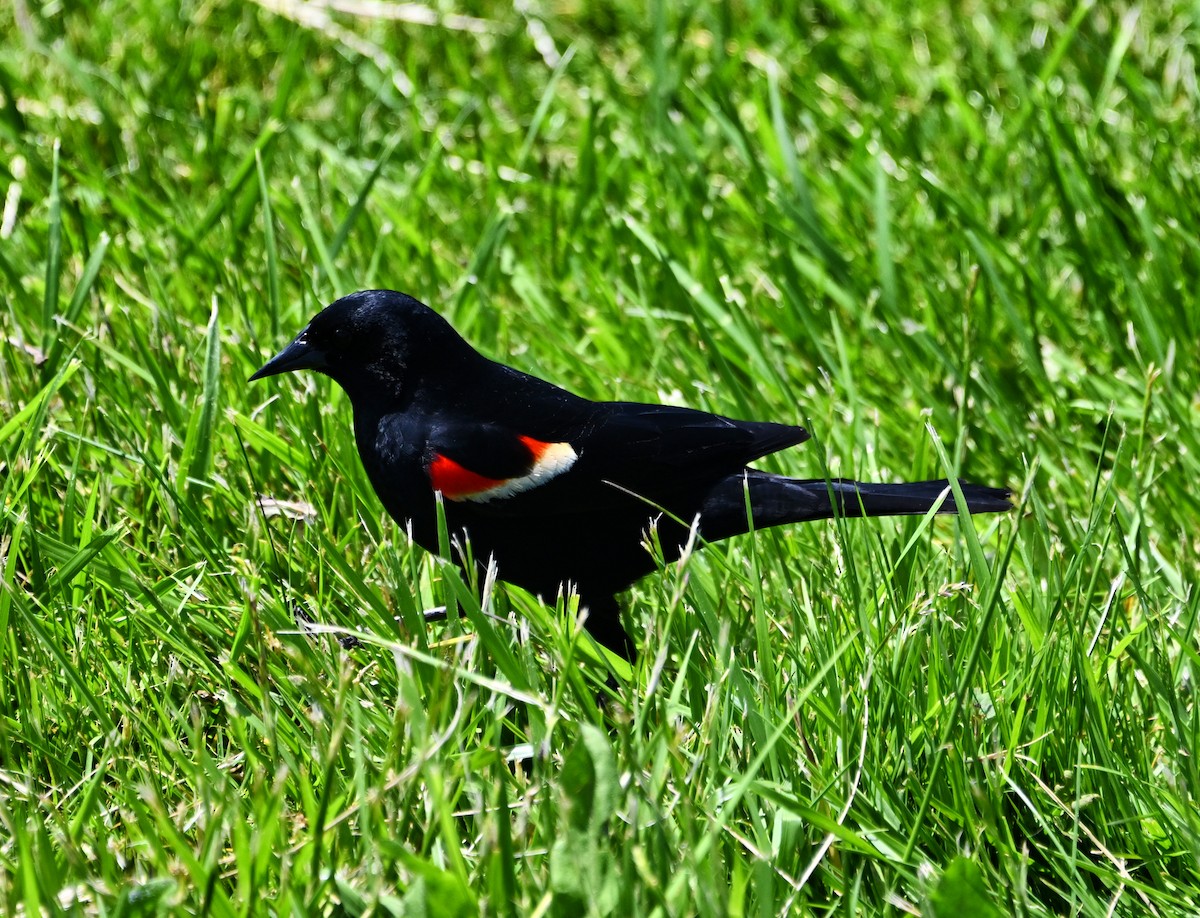 Red-winged Blackbird - ML619136701