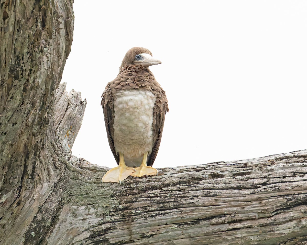 Brown Booby - Mark & Teri McClelland