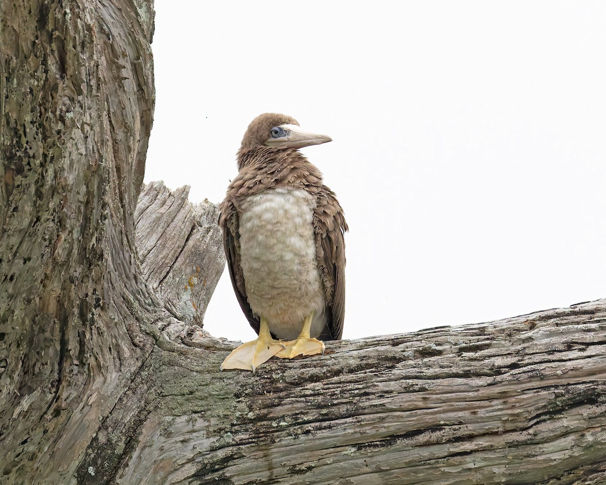 Brown Booby - ML619136713