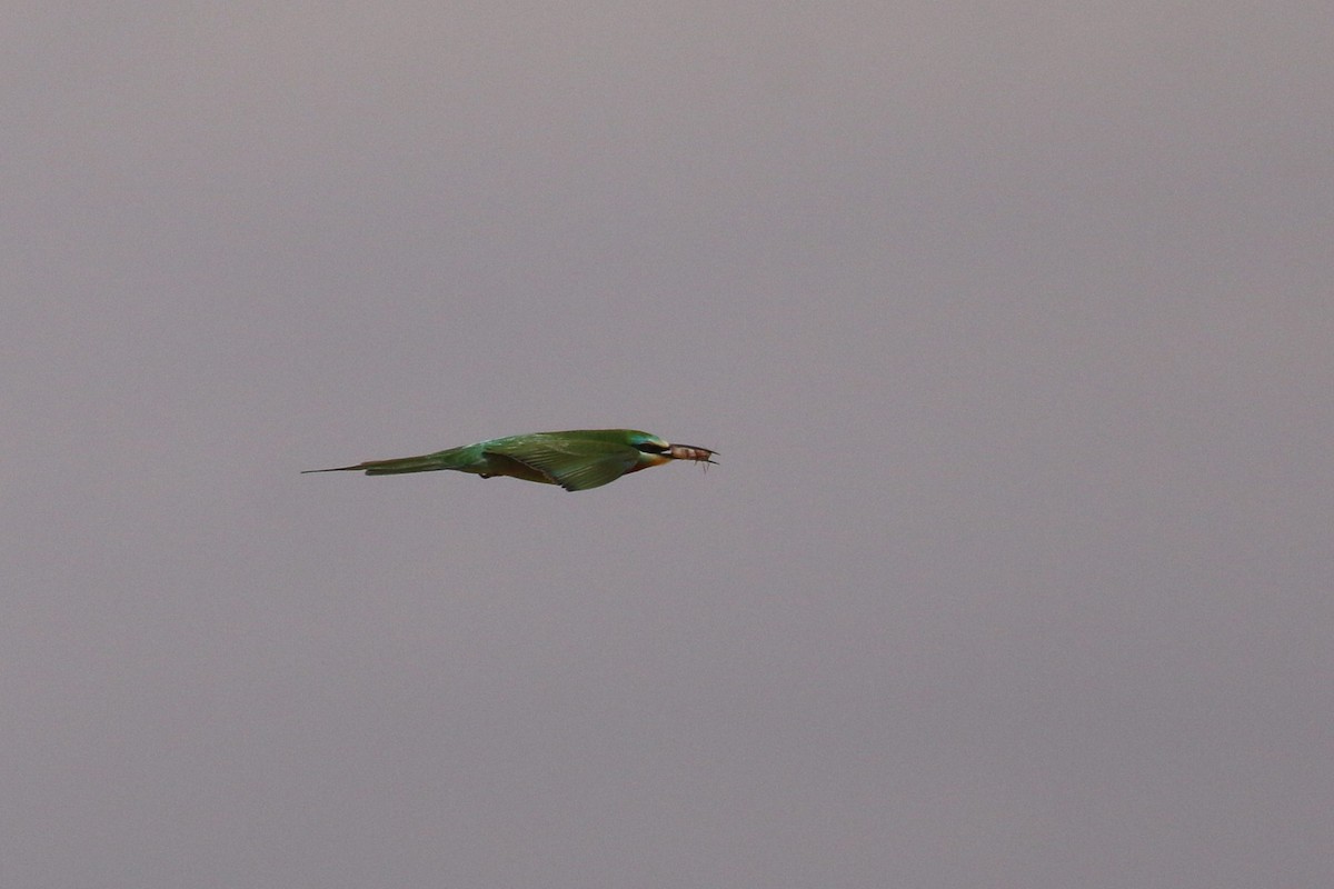 Blue-cheeked Bee-eater - Oscar Campbell
