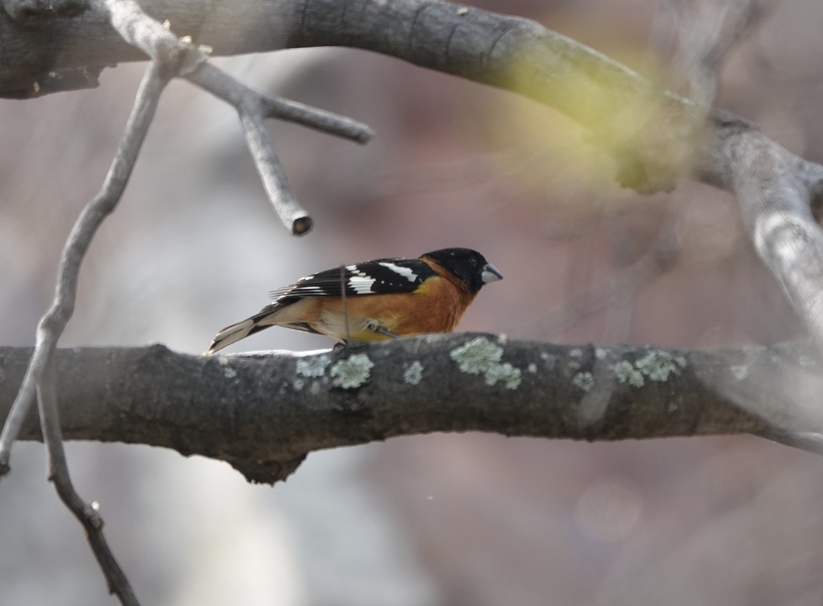 Cardinal à tête noire - ML619136738