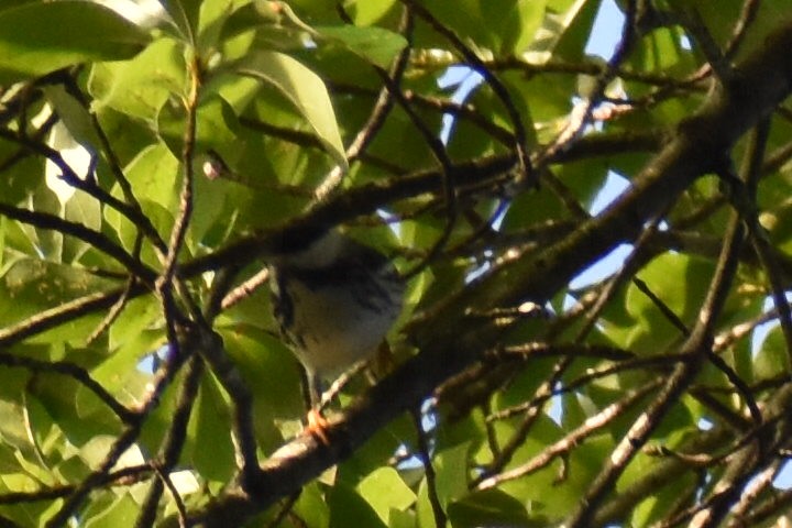 Blackpoll Warbler - ML619136742