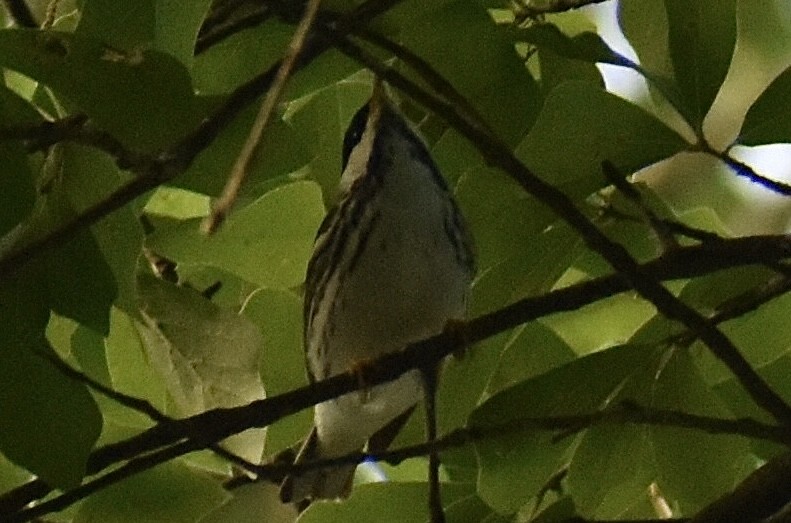 Blackpoll Warbler - ML619136744