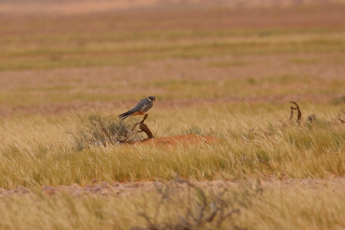 Eurasian Hobby - Oscar Campbell