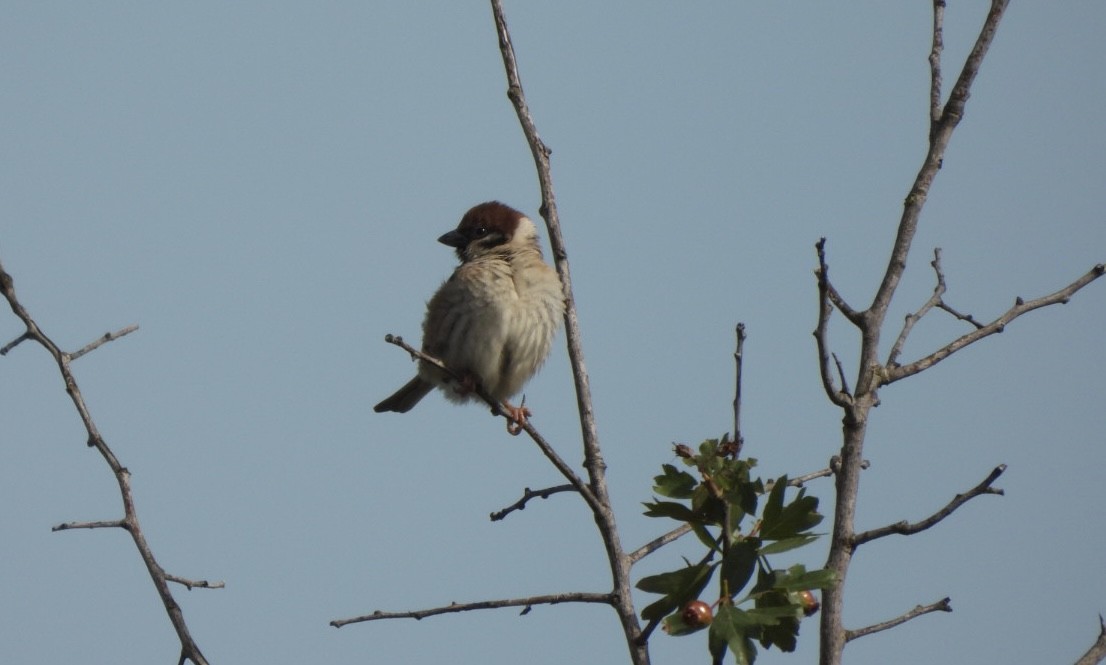 Eurasian Tree Sparrow - ML619136761