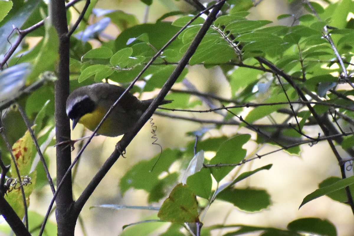 Common Yellowthroat - ML619136786