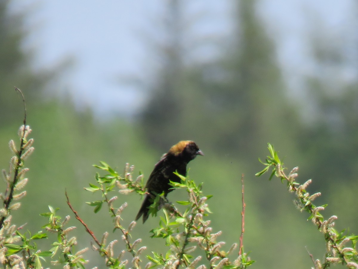 Bobolink - Denise Moreault