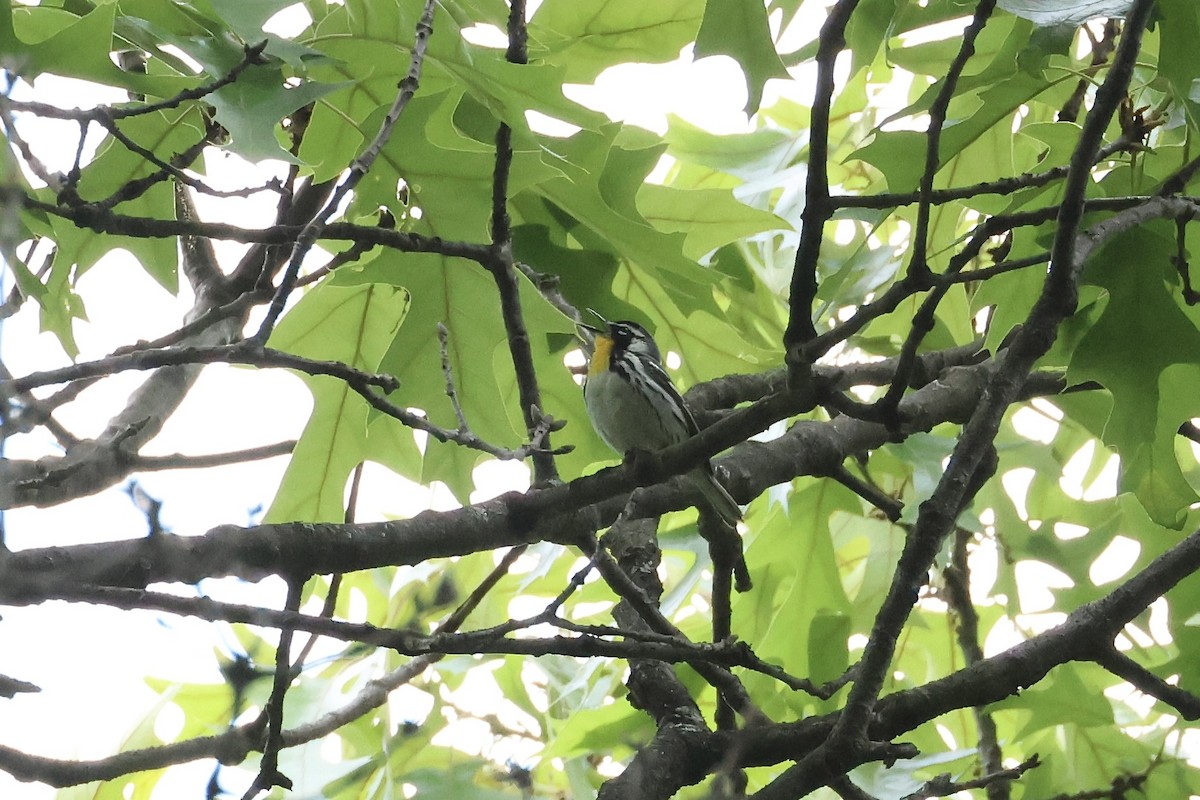 Yellow-throated Warbler - E R