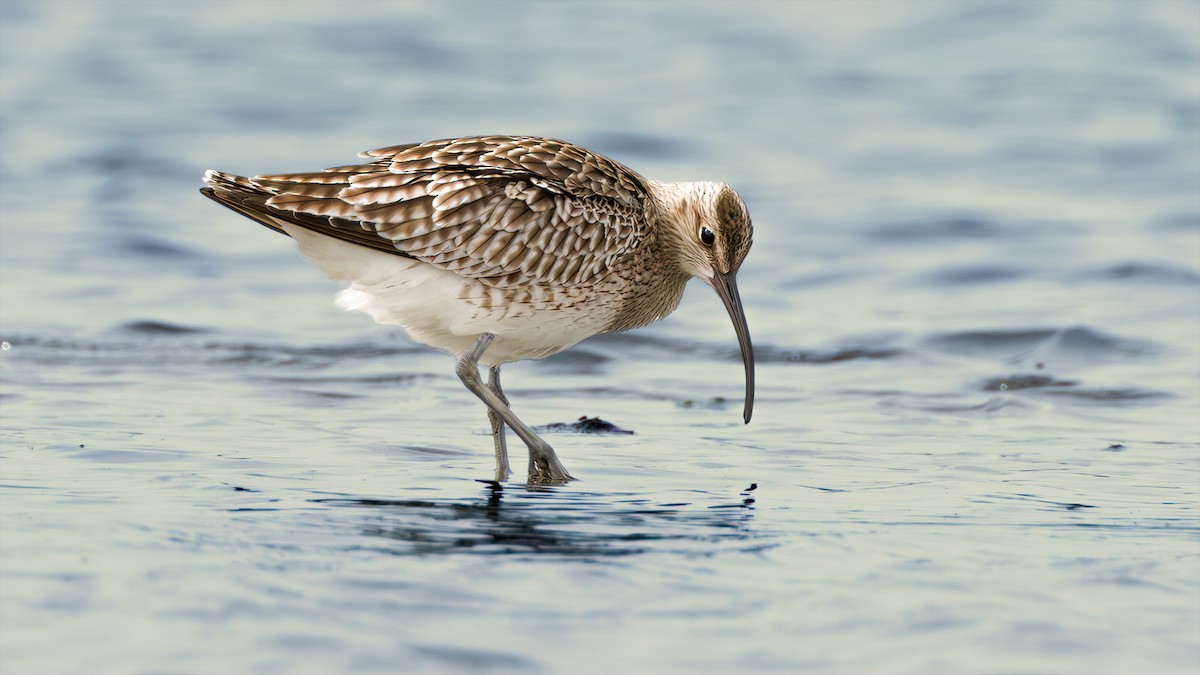 Whimbrel - SONER SABIRLI