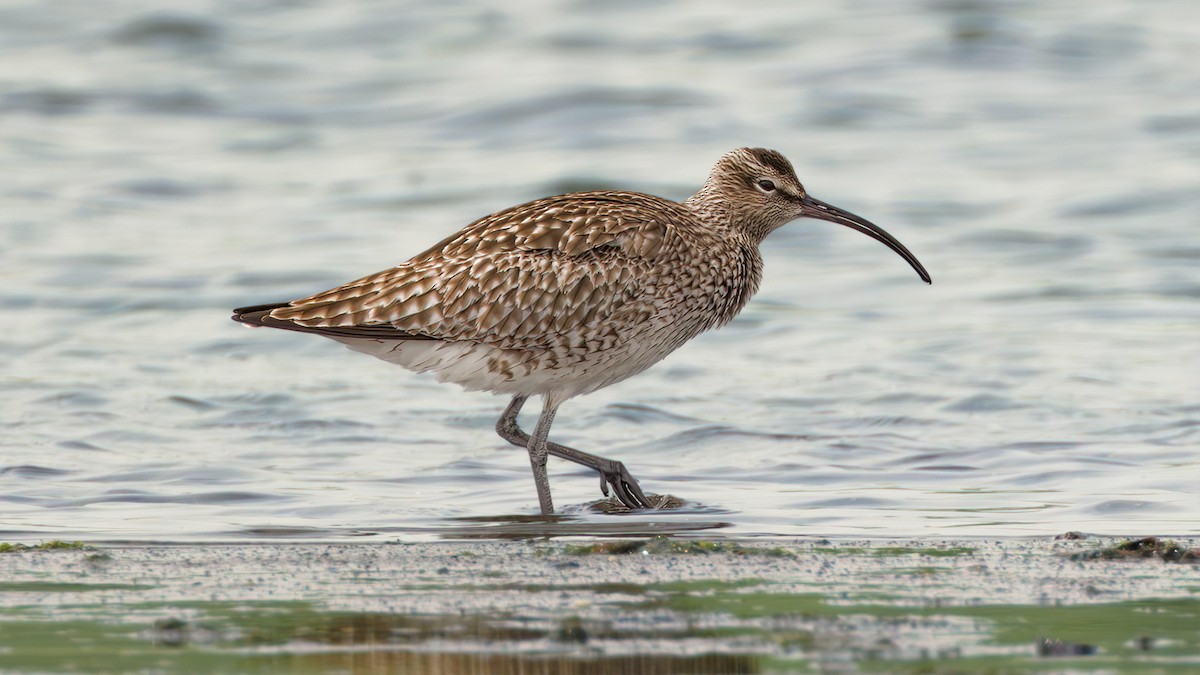 Eurasian Whimbrel - SONER SABIRLI