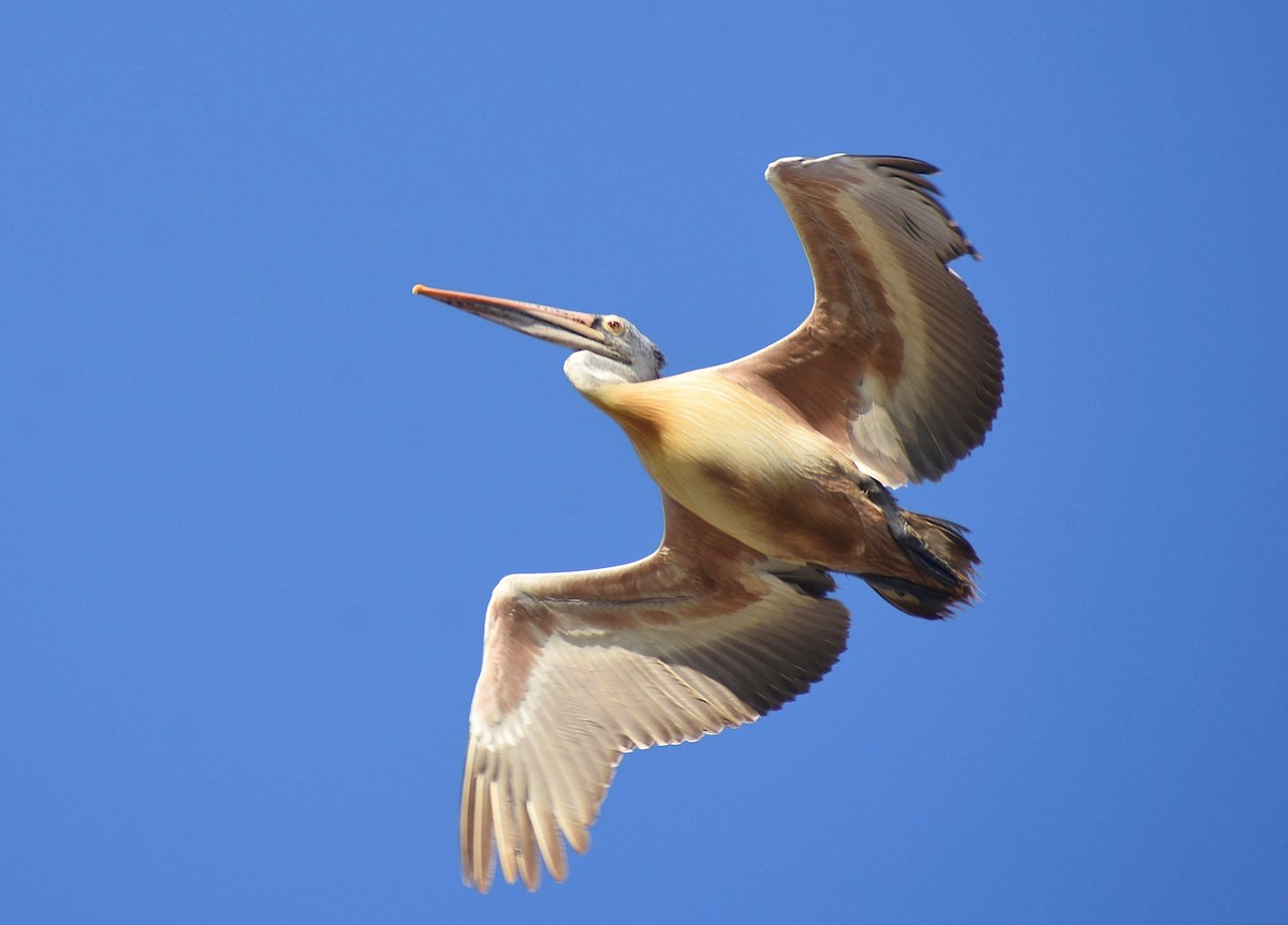 Spot-billed Pelican - Anand Birdlife