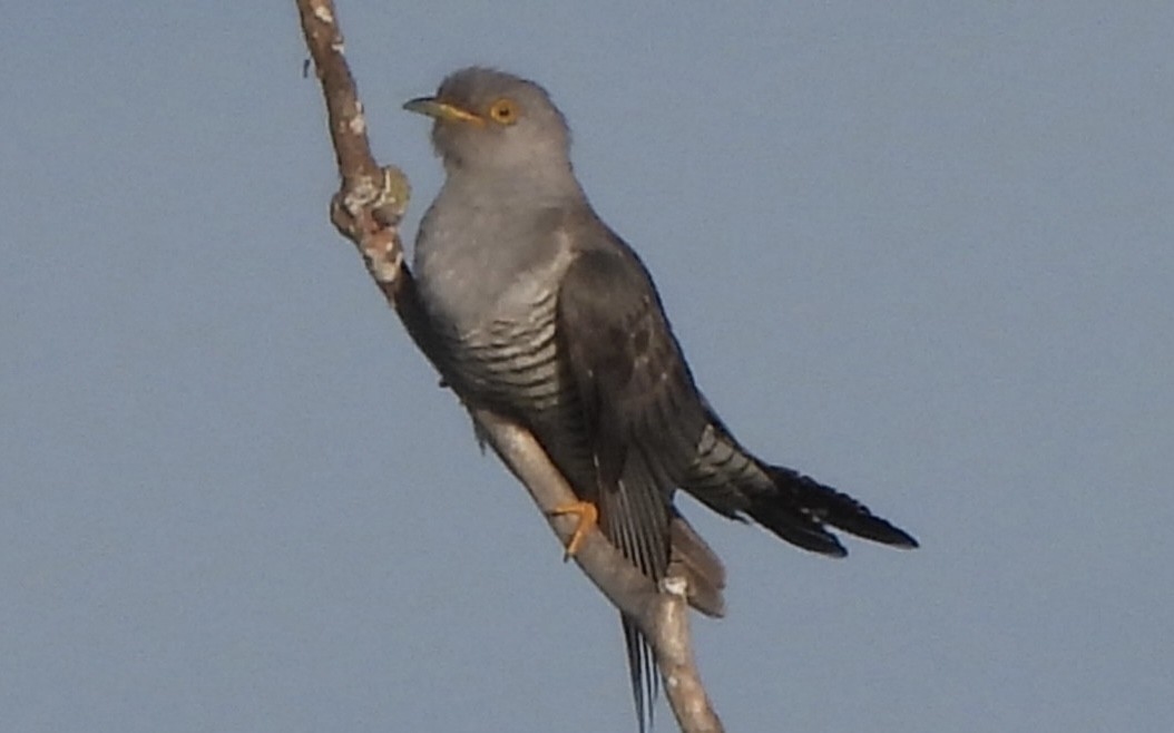 Common Cuckoo - ML619136806