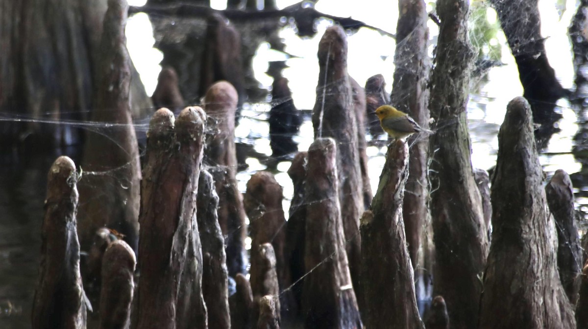 Prothonotary Warbler - Brynn Fricke