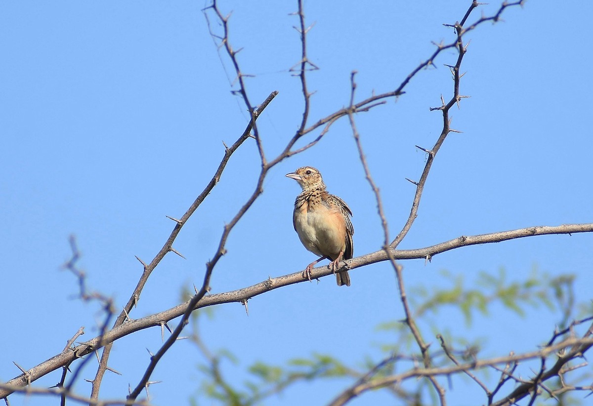 Jerdon's Bushlark - Anand Birdlife