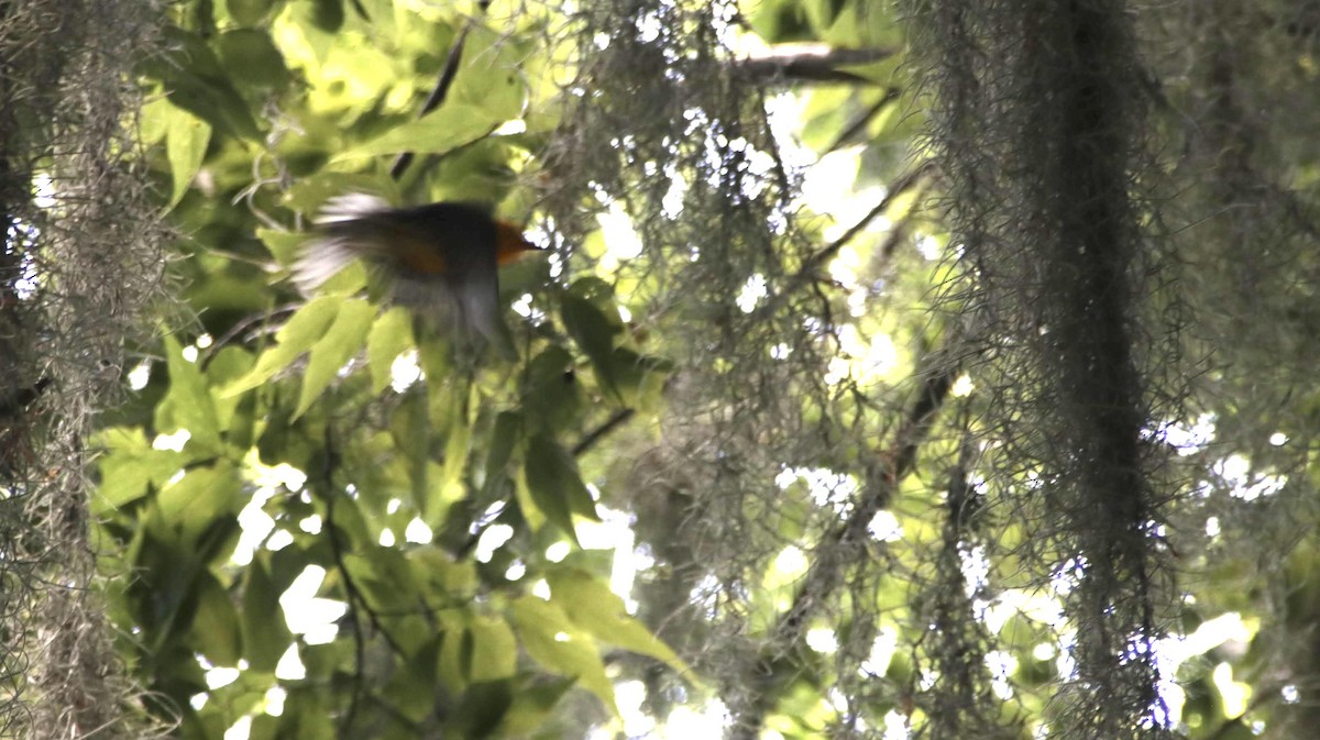 Prothonotary Warbler - Brynn Fricke