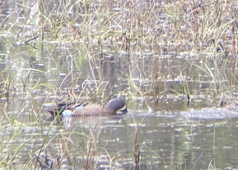 Blue-winged Teal - Emilia G.