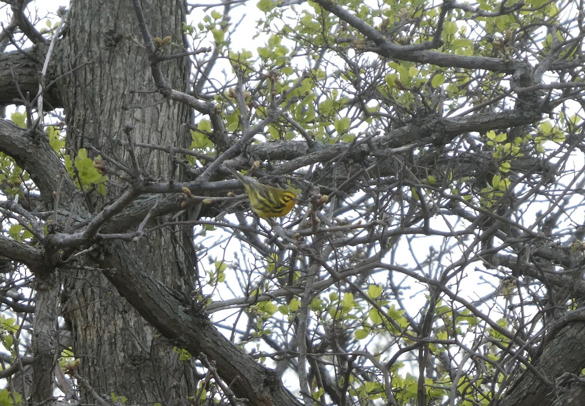 Prairie Warbler - Carol Brand