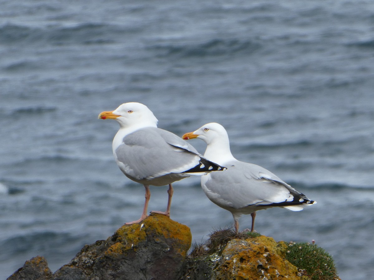 Herring Gull - Anonymous