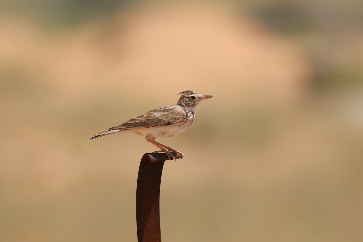 Crested Lark (Crested) - ML619136890