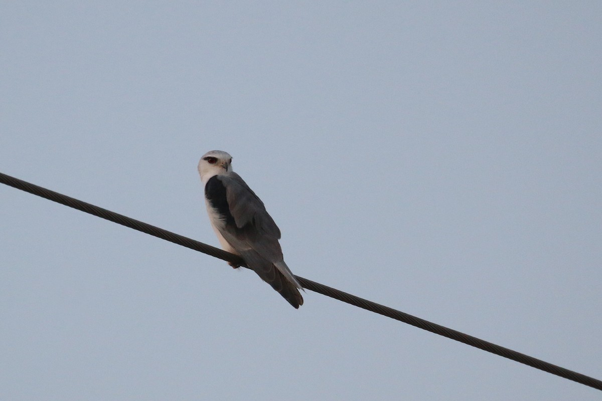 Black-winged Kite - Oscar Campbell