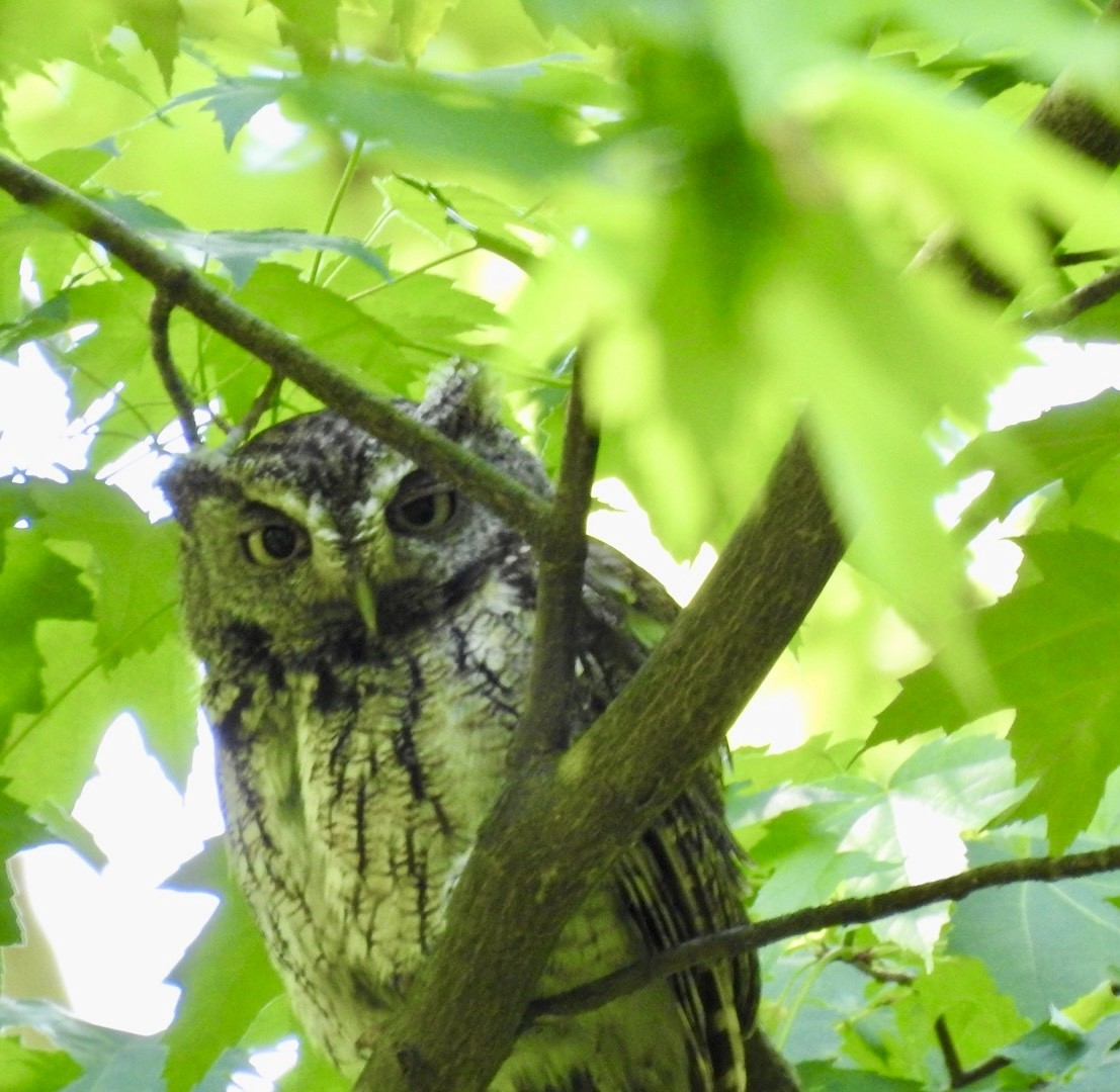 Eastern Screech-Owl - Martha Beebe