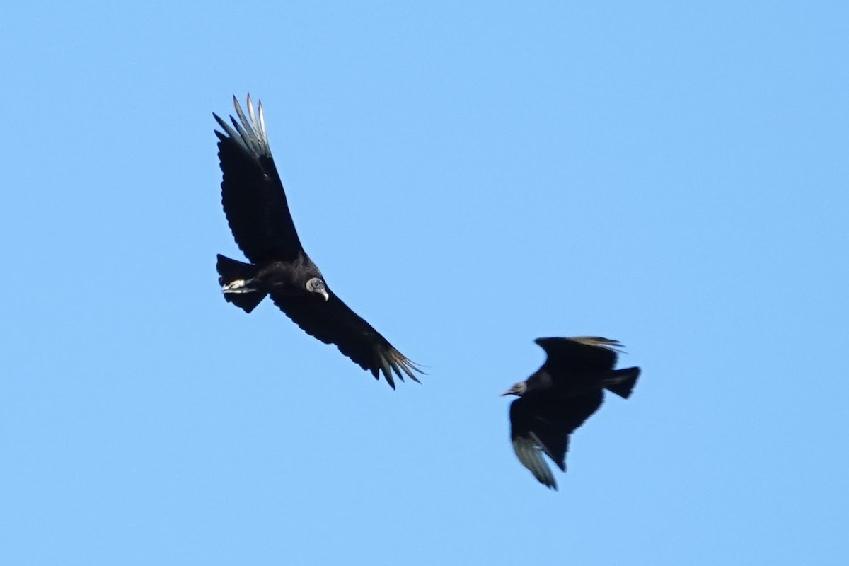 Black Vulture - Linda Hamp