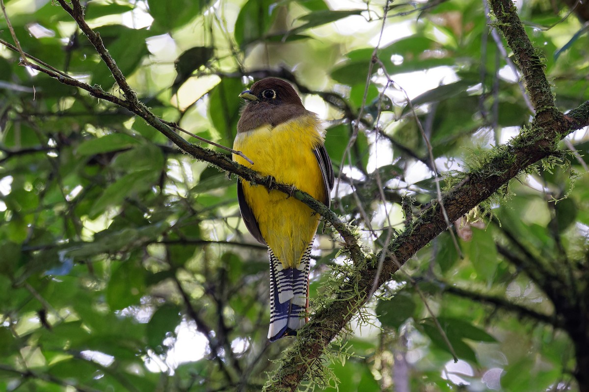 Atlantic Black-throated Trogon - Evaldo Cesari de de Oliveira Jr