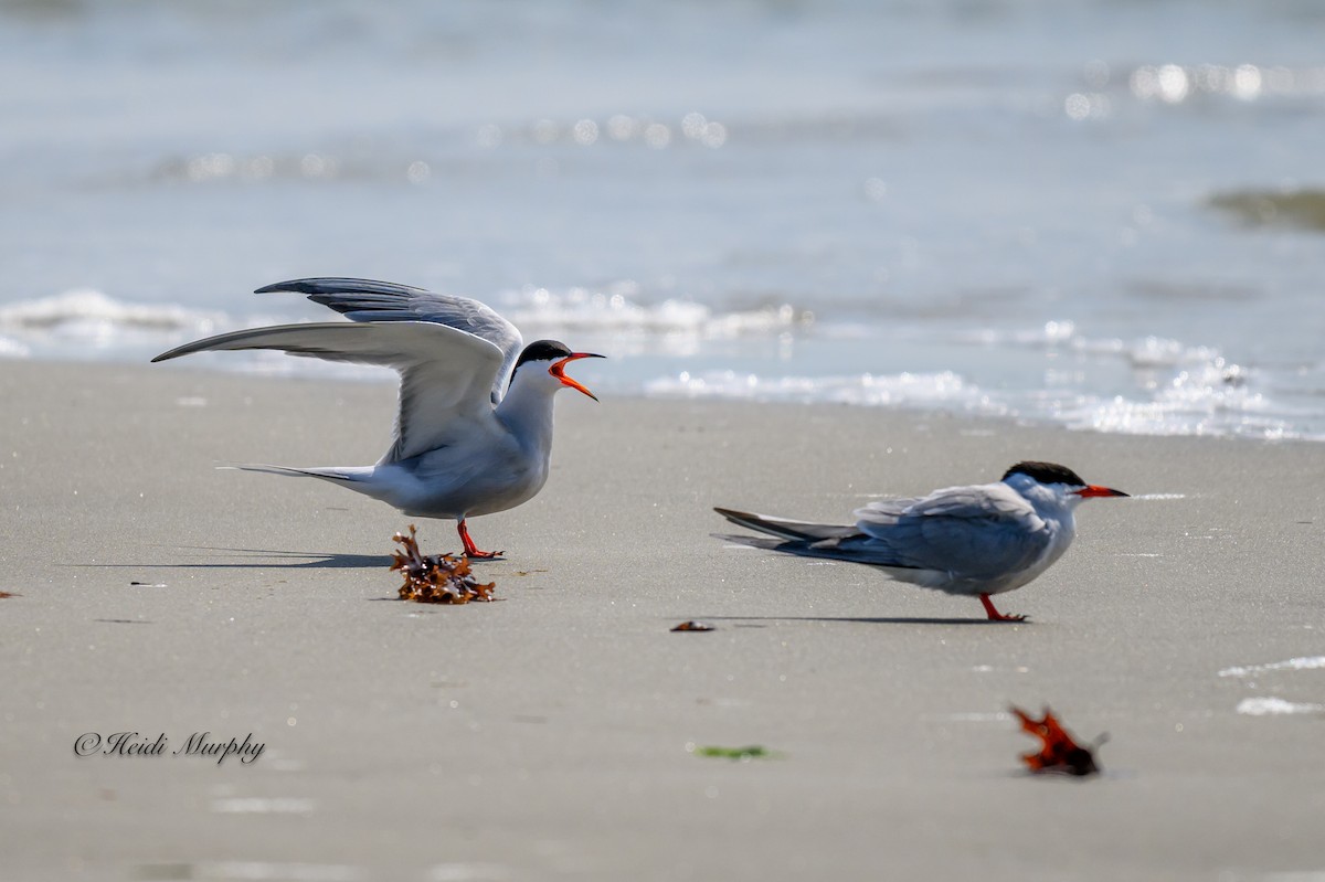 Common Tern - Heidi Murphy