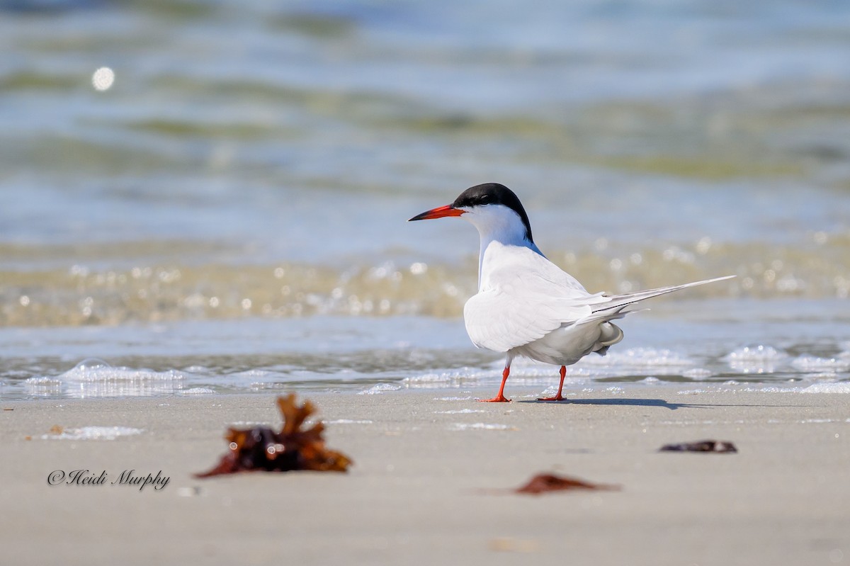 Common Tern - Heidi Murphy