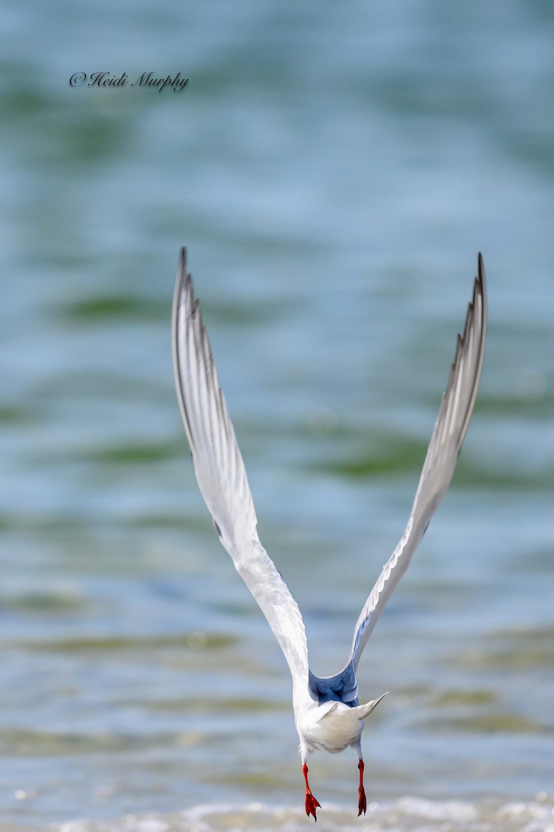 Common Tern - Heidi Murphy