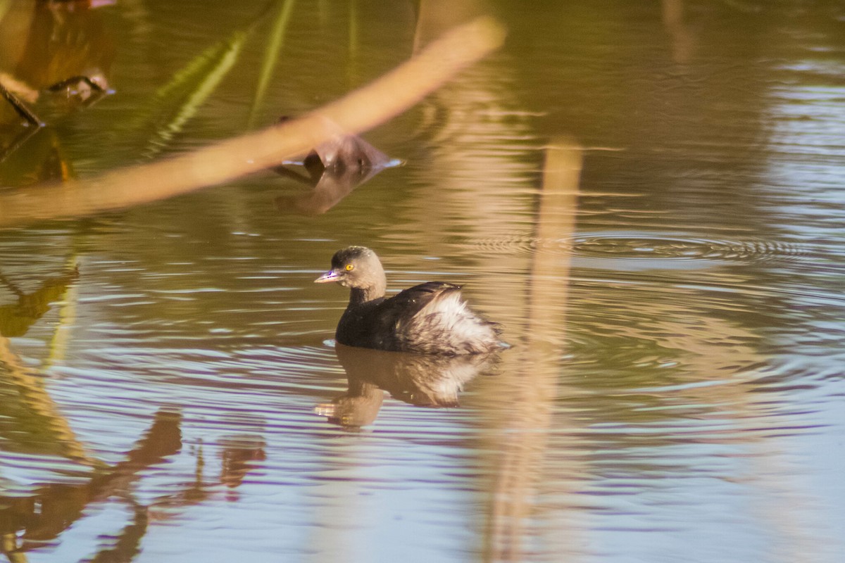 Least Grebe - Manuel de Jesus Hernandez Ancheita