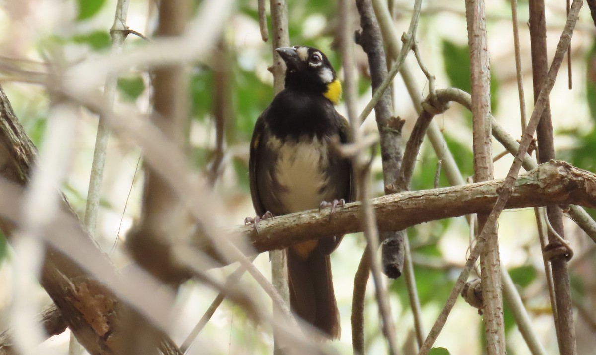 White-eared Ground-Sparrow - Oliver  Komar