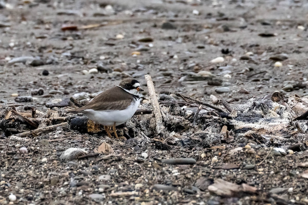 Semipalmated Plover - Gustino Lanese