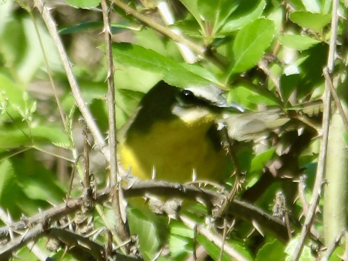 Yellow-breasted Chat - Howard Sands