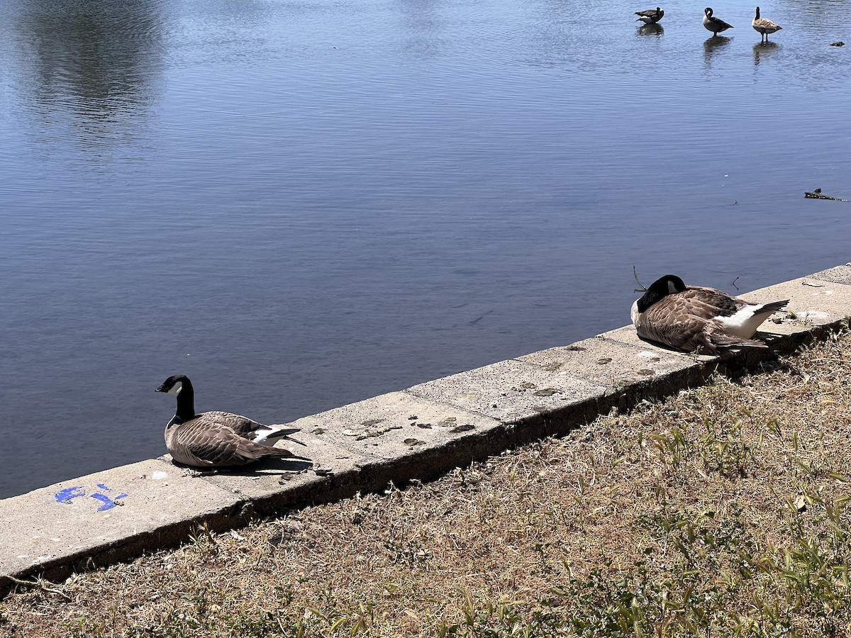 Cackling Goose - Peggy Rehm